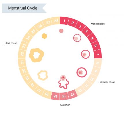 Guide to your menstrual cycle