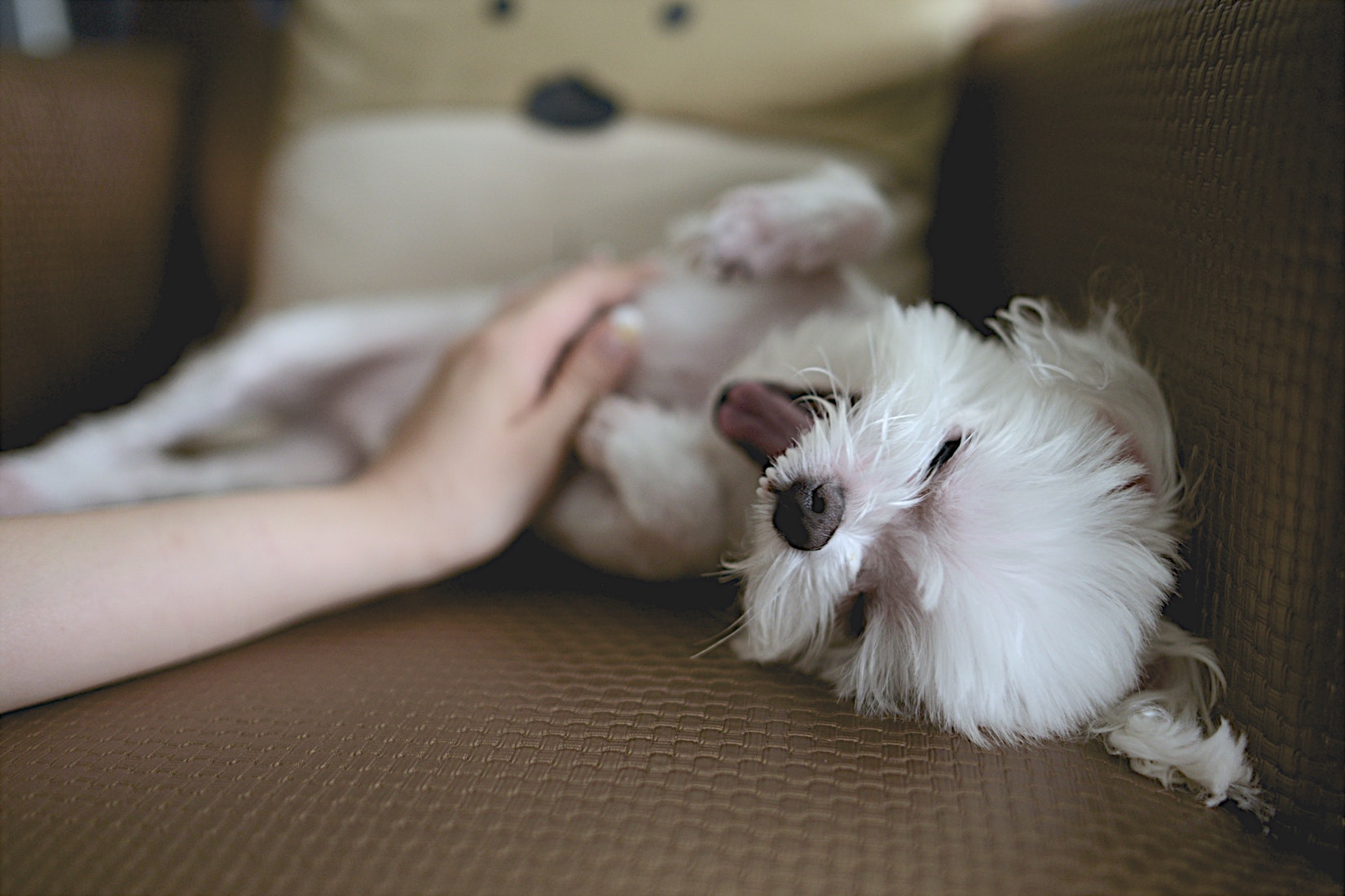 If you've a furry friend at home, spend some time with them to improve your mood.