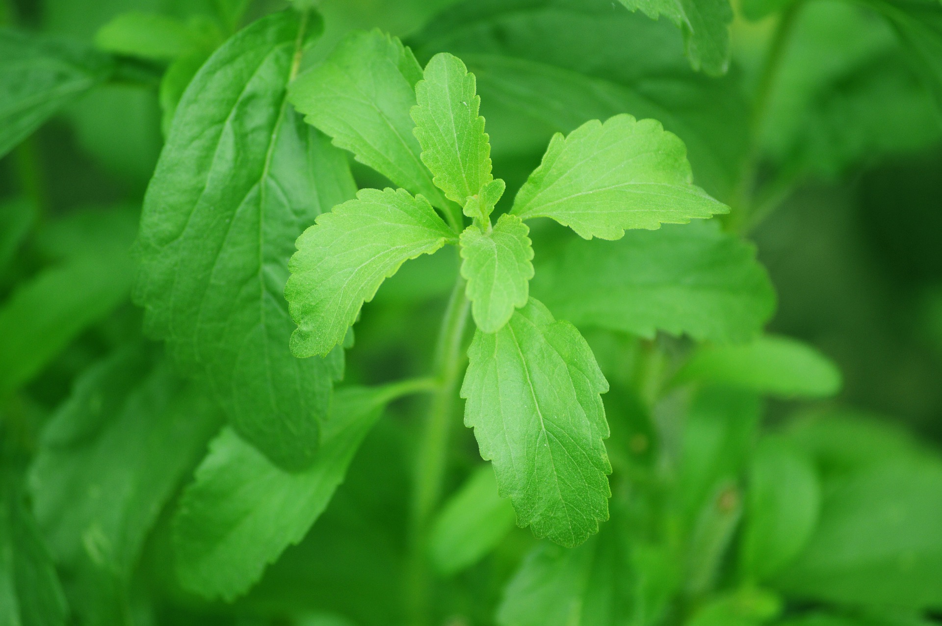 Stevia is a natural sweetener