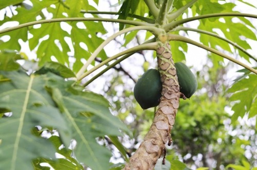 Try green papaya to boost your supply of breastmilk